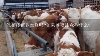 能在楼顶养蜜蜂吗?如果养要注意些什么？