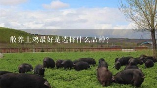 散养土鸡最好是选择什么品种？