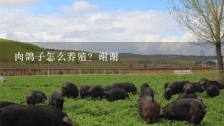 肉鸽子怎么养殖？谢谢