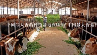 中国最大香菇种植基地在哪里 中国最大香菇种植基地