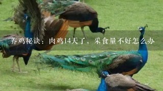 养鸡秘诀：肉鸡14天了，采食量不好怎么办