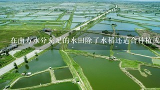 在南方水分充足的水田除了水稻还适合种植或者养殖什么?