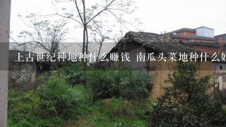 上古世纪种地种什么赚钱 南瓜头菜地种什么好