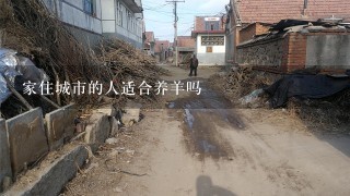 家住城市的人适合养羊吗