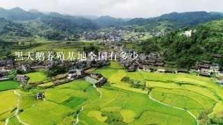 黑天鹅养殖基地全国有多少