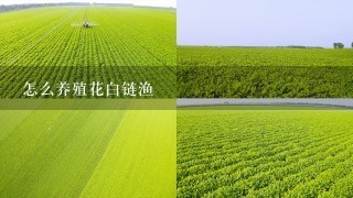 怎么养殖花白链渔