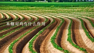 米糠对鸡有什么作用