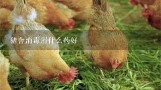 猪舍消毒用什么药好