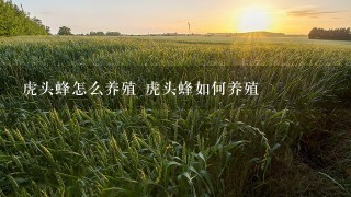 虎头蜂怎么养殖 虎头蜂如何养殖