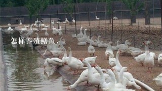 怎样养殖鳝鱼,