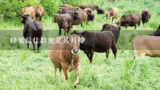 蜂蜜最佳取蜜是几月份