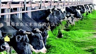 葡萄蜜虫玉米虫养殖方法？