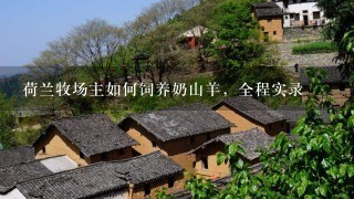 荷兰牧场主如何饲养奶山羊，全程实录