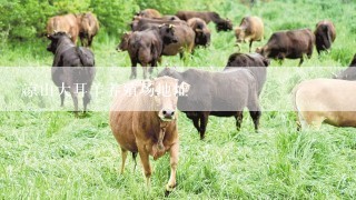 凉山大耳羊养殖场地址