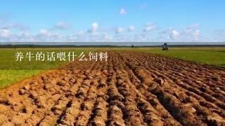 养牛的话喂什么饲料