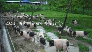 2021广西肉牛养殖业补贴政策？