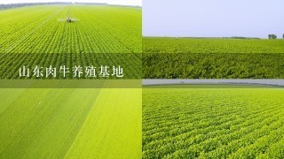 山东肉牛养殖基地