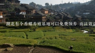 湖北有个香螺养殖基地可以免费领养 而且效益很高 真有这么回事吗