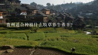 贵州适合种植什么牧草养牛养羊？