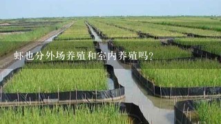 虾也分外场养殖和室内养殖吗？