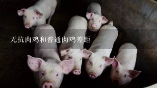 无抗肉鸡和普通肉鸡差距