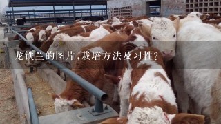 龙铁兰的图片,栽培方法及习性？