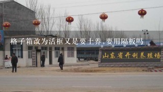 格子箱改为活框又是要土养,要用隔板吗