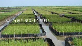 凤尾竹黄叶需要什么肥料？