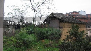 马蜂养殖技术与销路？