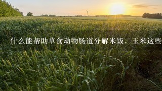 什么能帮助草食动物肠道分解米饭，玉米这些东西？我是养竹鼠的，竹鼠带崽后会很瘦，所以我想想办法让他们