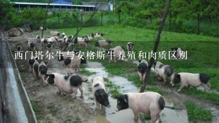 西门塔尔牛与安格斯牛养殖和肉质区别