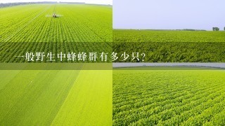 一般野生中蜂蜂群有多少只？