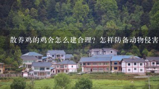 散养鸡的鸡舍怎么建合理？怎样防备动物侵害