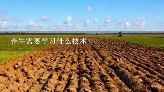 养牛需要学习什么技术？