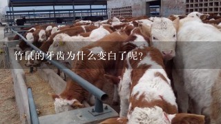 竹鼠的牙齿为什么变白了呢？