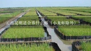 云南昆明适合养什么虾（小龙虾除外）？