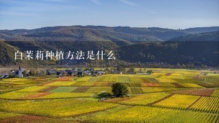 白茉莉种植方法是什么