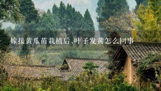 嫁接黄瓜苗栽植后,叶子发黄怎么回事