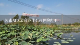 河南地区适合养什么品种的肉羊