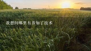 我想问哪里有养知了技术