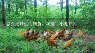 怎么捉野生的鳝鱼，泥鳅，小龙虾？