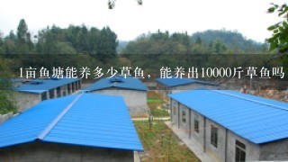 1亩鱼塘能养多少草鱼，能养出10000斤草鱼吗