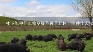 林下能种什么牧草好草种草籽林下能种什么牧草