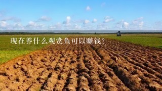 现在养什么观赏鱼可以赚钱？