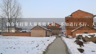 我今年打算大量养殖大鹅，不知道行不行，大鹅价格行情好吗？