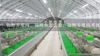 锦鲤养殖网，锦鲤鱼怎么养，锦鲤养殖技术视频