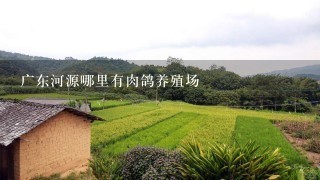 广东河源哪里有肉鸽养殖场