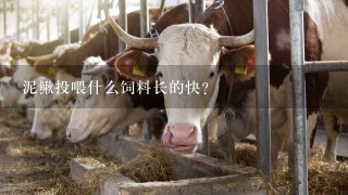 泥鳅投喂什么饲料长的快？