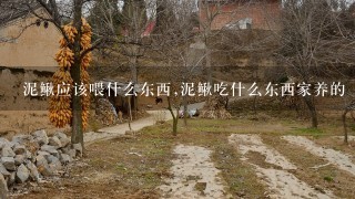 泥鳅应该喂什么东西,泥鳅吃什么东西家养的