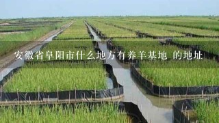 安徽省阜阳市什么地方有养羊基地 的地址